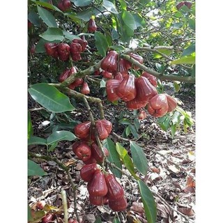 CÂY GIỐNG ROI ĐỎ THÁI LAN SIÊU NGON SIÊU QUẢ- CAM KÊT GIỐNG CHUẨN F1 + Tặng 01 cây dâu da đất( bòn bon)