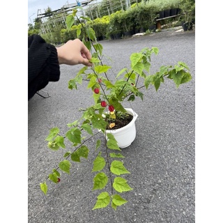 cây bụp lồng đèn