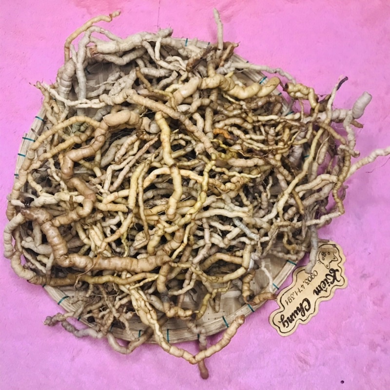 Ba kích tím rừng