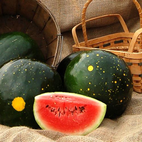 Hạt giống Dưa Hấu Mặt Trăng Moon &amp; Start F1 Nhập Khẩu Mỹ - 5 hạt nảy mầm 100%