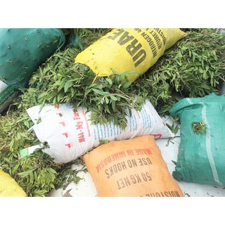 Tinh Dầu Tràm Phương Đông Farm