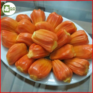 Cây giống Mít ruột đỏ