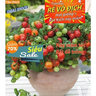 [Combo rẻ vô địch HẠT GIỐNG + GÓI  KÍCH NẢY MẦM] - 10 Hạt Giống Cà Chua Cherry Đỏ