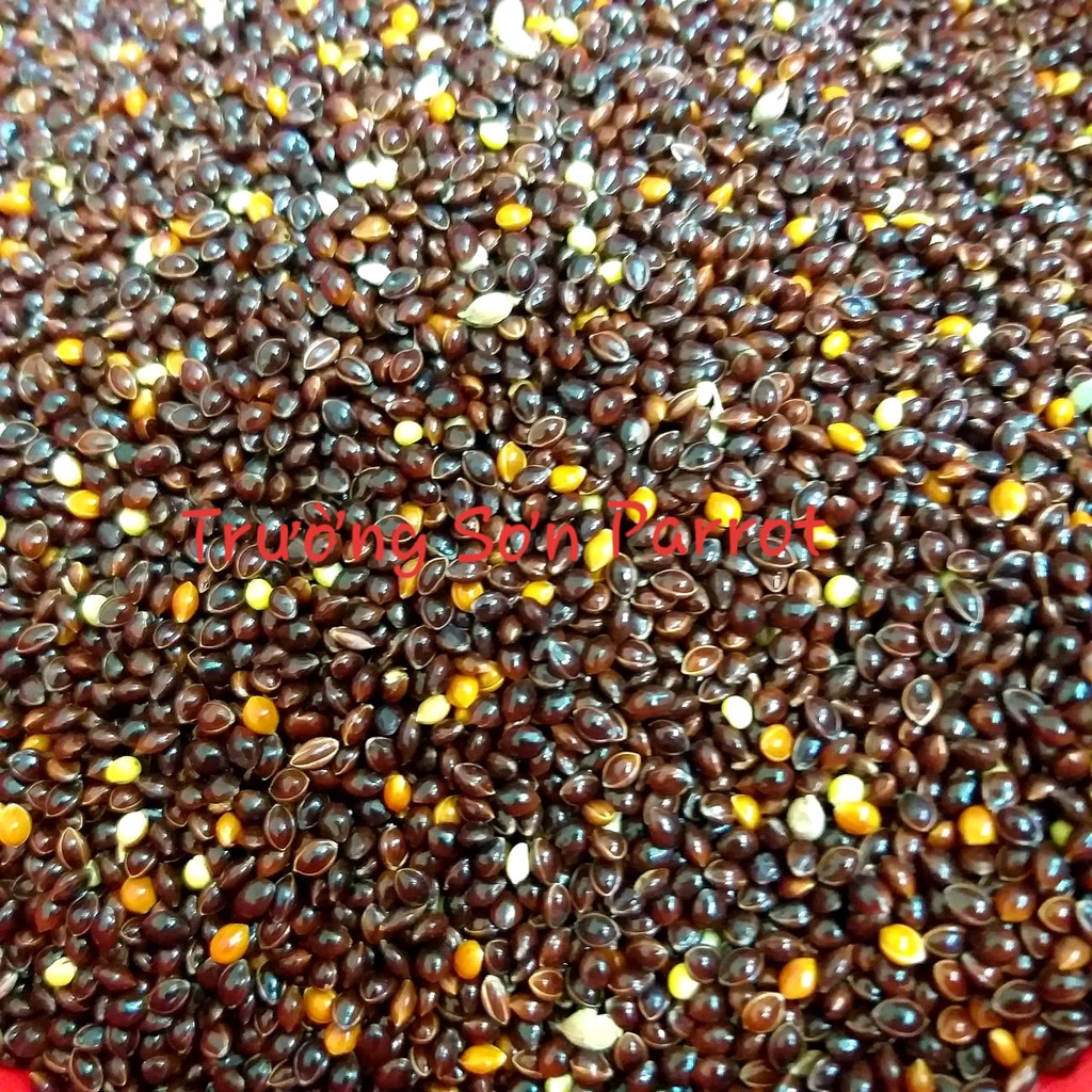 Hạt kê đen bóng lớn  dành cho chim, vẹt, chuột, sóc, yến hót....