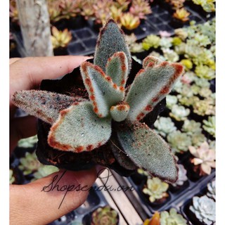 sen đá nhung viền đen (Kalanchoe tomentosa)