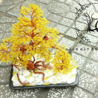 Cây Mai Bonsai Để Bàn