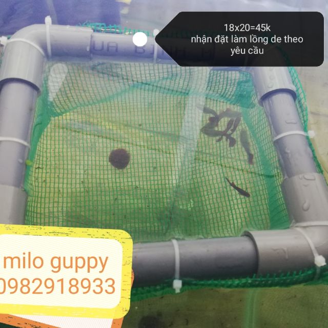 Lồng để cho guppy ( cá 7 màu) làm thủ công