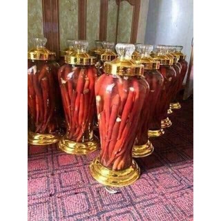 Sâm cau Tây bắc - thần dược bổ dương, mạnh gân cốt, tăng cường sinh lý...