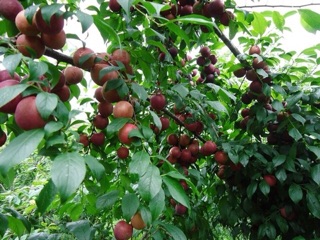 Cây giống mận tam hoa