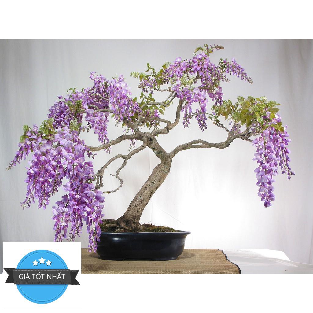 Hg15 Gói 5 hạt giống hoa tử đằng trồng chậu F1 đẹp mê hồn ĐẾN MÙA TRỒNG TẾT