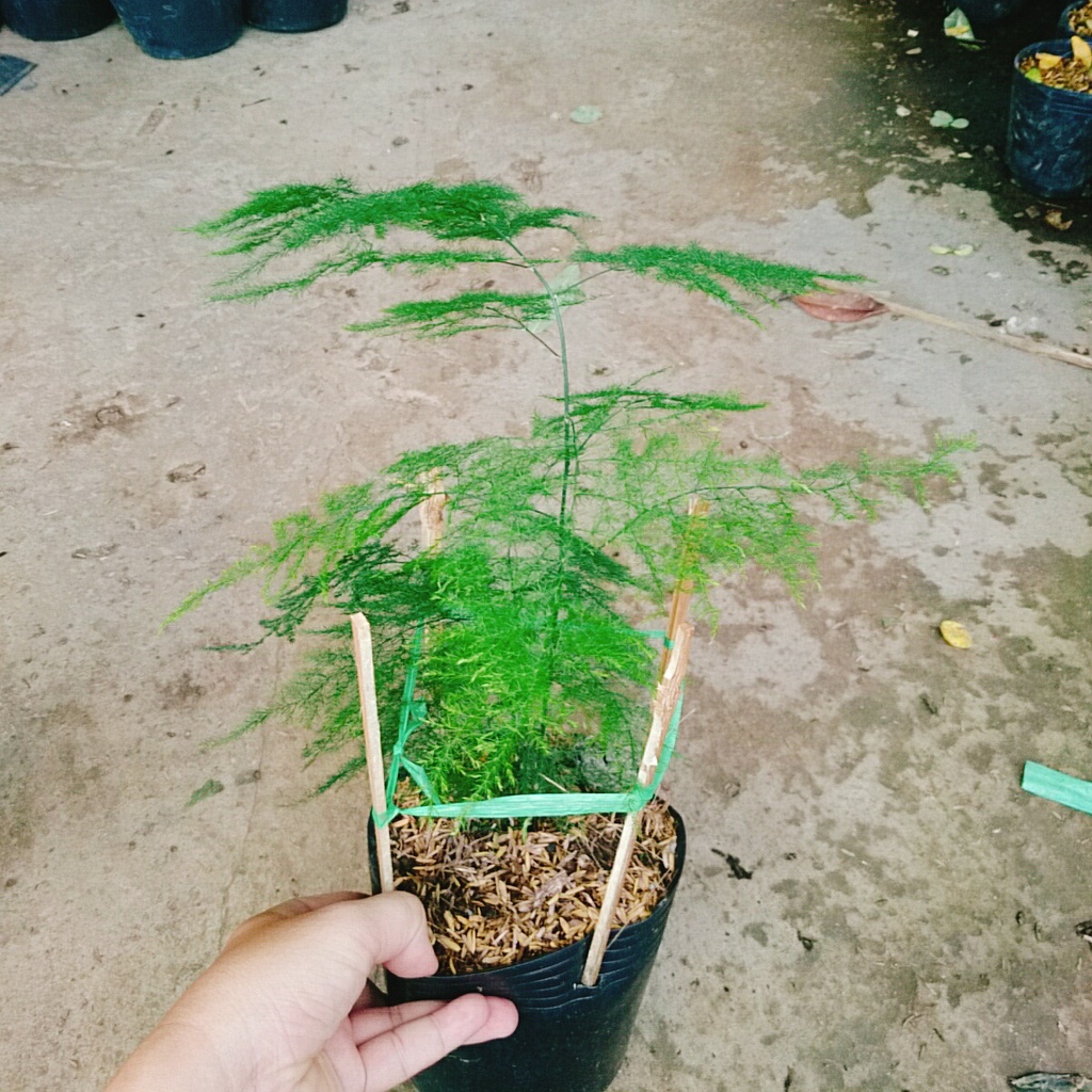 Combo Cây Sơn Tùng + Cây Thủy Tùng