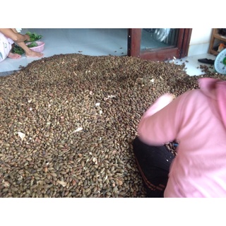HẠT ƯƠI RỪNG Quảng Nam