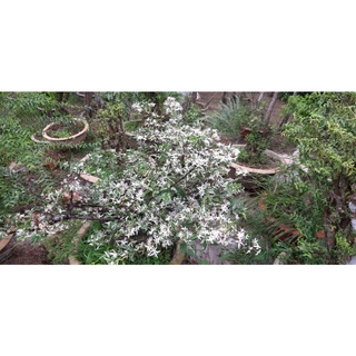 Mai chiếu thủy lá tuyết giống