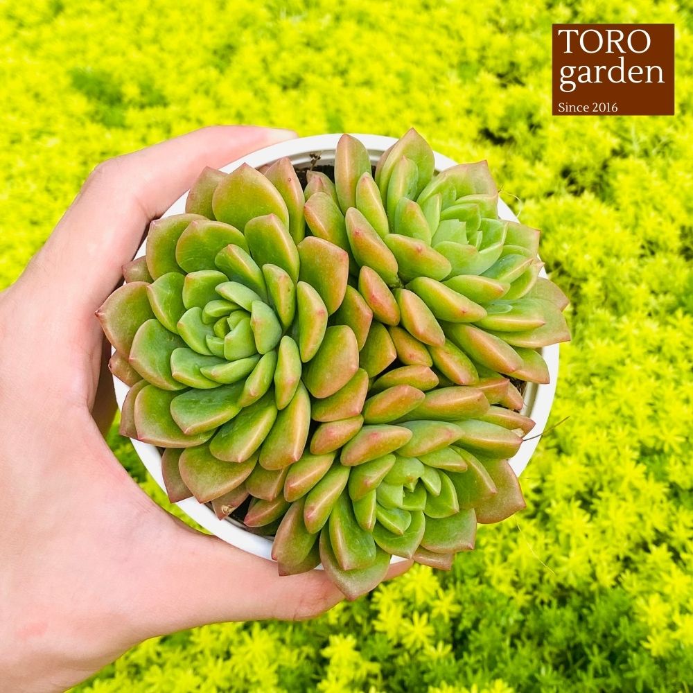 Sen đá mặt trời Đà Lạt size trung bình cây cảnh trang trí nhà cửa Toro garden