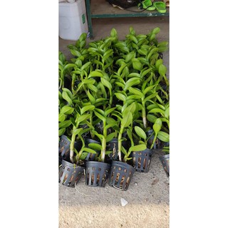 Denro nắng cây to