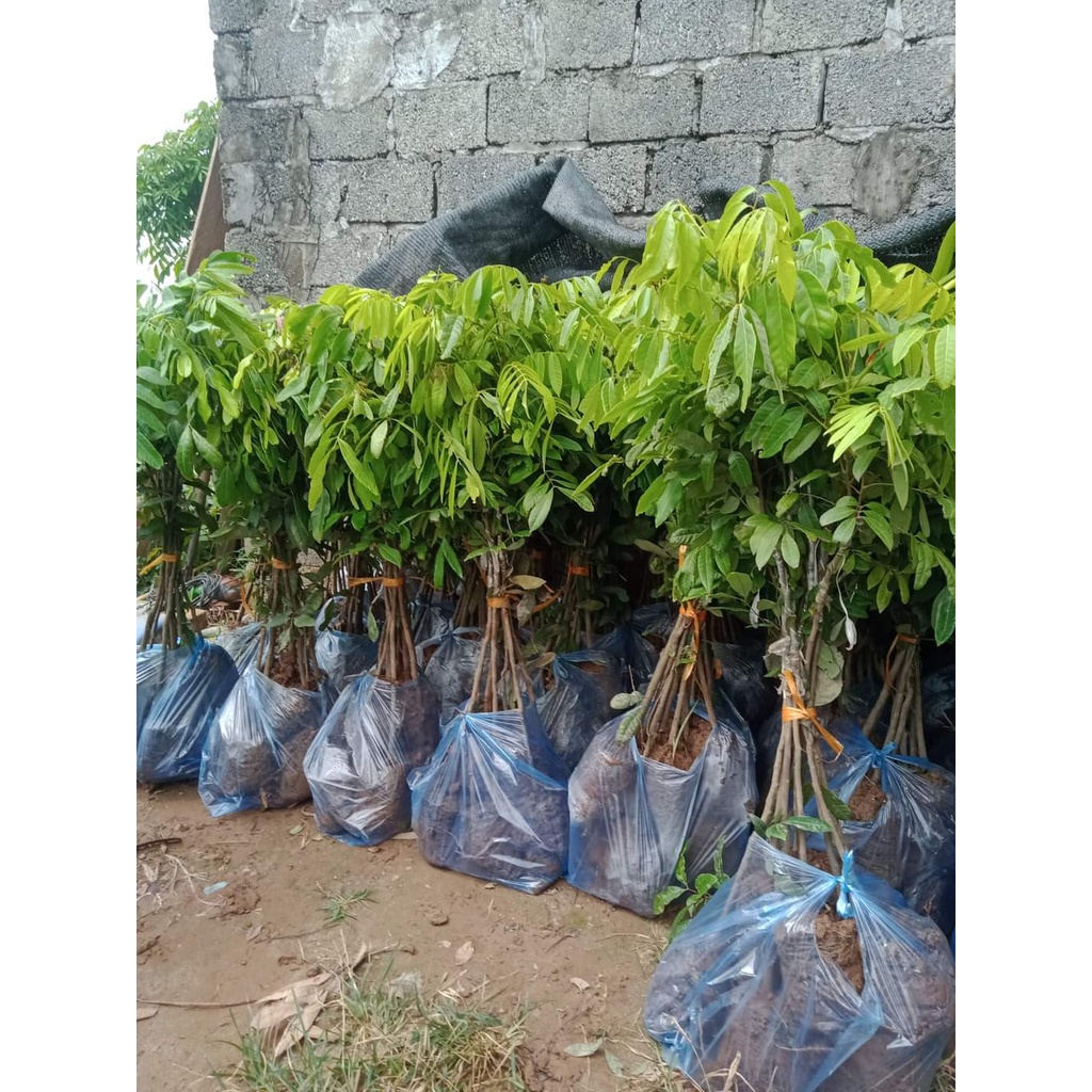 Cây Giống Nhãn Tiêu Siêu Sai Siêu sớm Trái