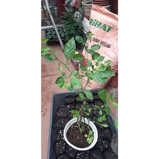 Cây giống ớt Peru Charapita siêu đắt
