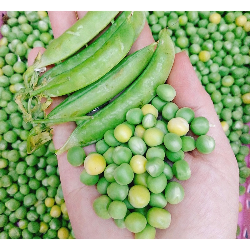 Hạt Giống Đậu Hà Lan Xanh THU HẠT - SL: 10 GRAM