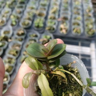 PHI ĐIỆP MÍT ĐỒNG XU HOÀ BÌNH