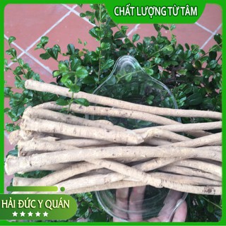 Sinh Hoàng Kỳ  [ Hoàng Kỳ Cam Túc ] Hoàng Kỳ Cây Loại 1 To, Đẹp, Thơm