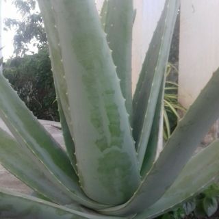 Cây nha đam giống Mỹ ( không  bầu  đất )