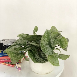Cây Trầu Bà Lụa để bàn (Cây Scindapsus pictus Exotica)