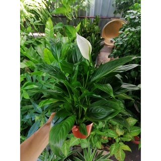Cây Lan Ý (mini để bàn) - Chậu sứ