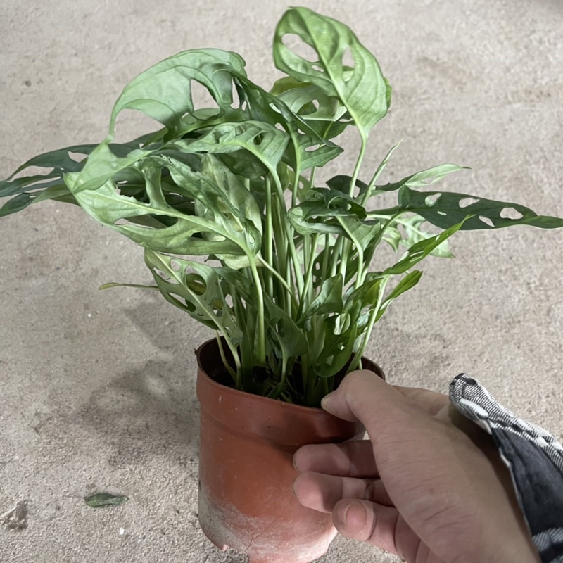 Cây trầu bà lá xẻ để bàn,bụi nhiều lá xum xuê thích hợp trang trí bàn làm việc,văn phòng,công sở