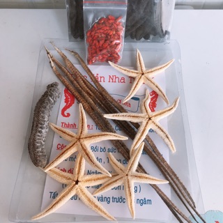 Hải long 5 con + 5 sao biển + 1 hải sâm