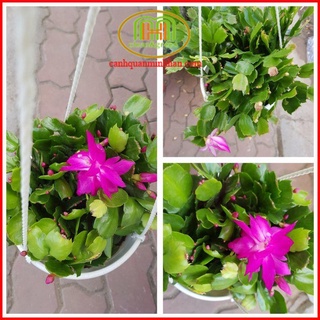 Hoa tiểu quỳnh lan, lan tiểu quỳnh treo ban công, cửa sổ