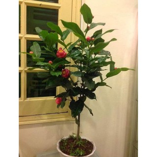 combo 3 cây giống hải đường