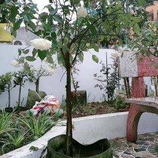 Cây hoa hồng bạch ho thân tree