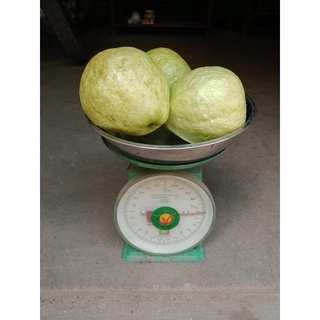 Cây Giống Ổi Lê Ruột Đỏ (cây ghép cho trái siêu sớm)