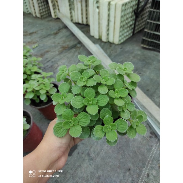 Cây sen thơm- nhất mạt hương size lớn