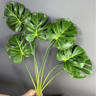 Cụm TRẦU BÀ LÁ XẺ [Cây decor, cây trang trí ANTHINH DECOR]