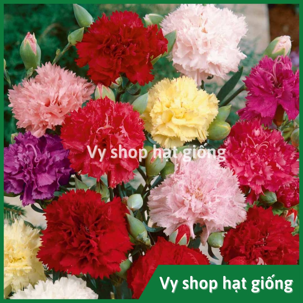 Hạt giống hoa cẩm chướng kép Thái Lan gói 100 hạt mix màu