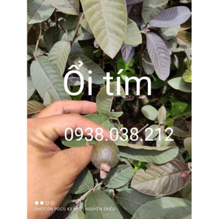 CÂY GIỐNG ỔI TÍM