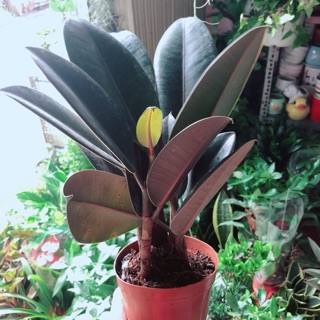 Cây búp đa đỏ