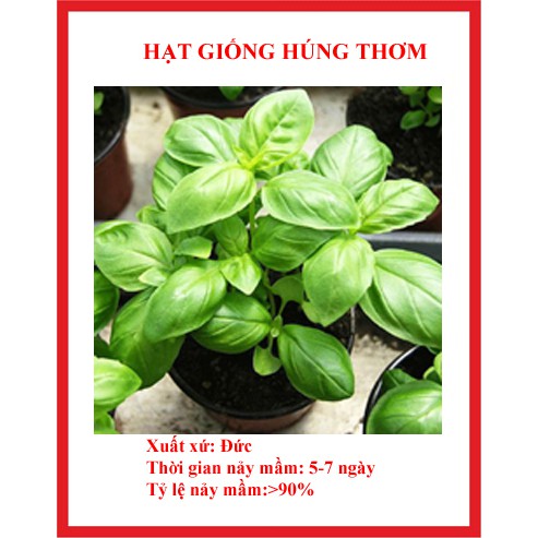 hạt giống rau húng hơm 200 hạt (é trắng)