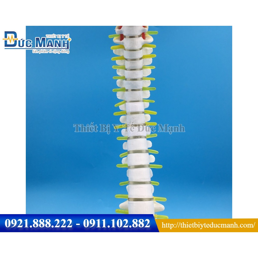 Mô hình xương cột sống 45cm