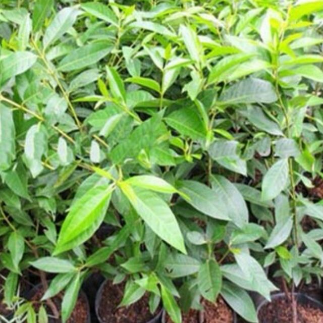 Combo 2 Cây vối nếp