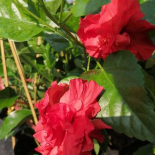 BÔNG BỤP THÁI KÉP (hoa kép, hàng đẹp)