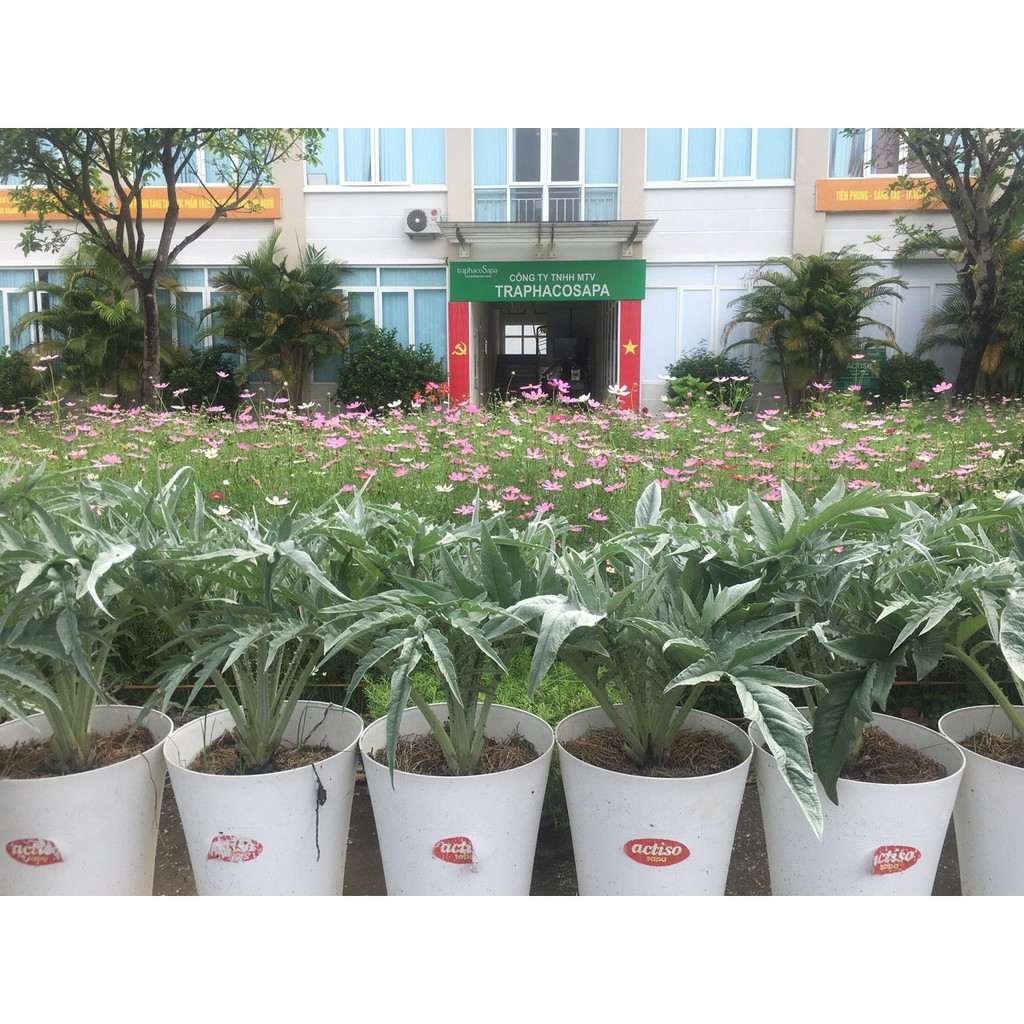 Cao  Atiso TraphacoSapa - loại cao cấp đậm đặc | BigBuy360 - bigbuy360.vn