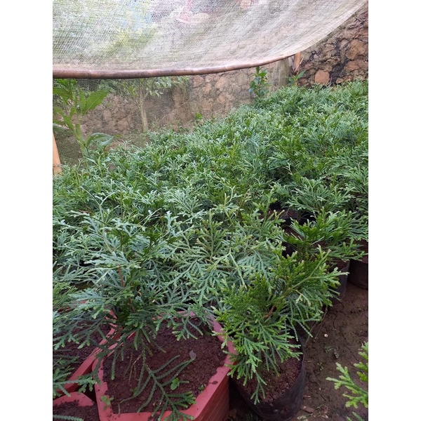 Cây giống Bách Xanh Mộc Châu