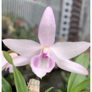 Phi điệp hồng mỹ nhân cây thuần vườn