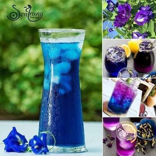 Hoa Đậu Biếc nhà trồng