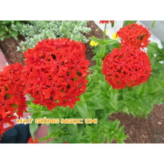 Hạt Giống Hoa Thu La Đỏ - 50 Hạt