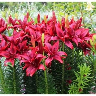 Củ Ly Thân cao Hoa Màu Đỏ (Củ Ly Giống)