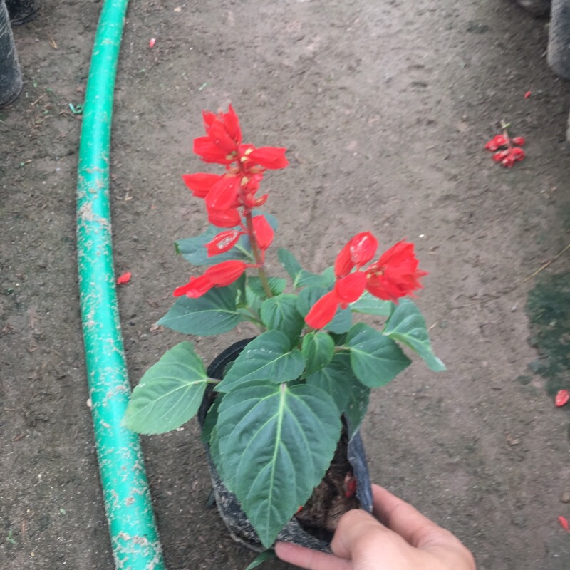 Cây hoa xác pháo trồng bịch đen cao 15-20cm đã có hoa và nụ như hình