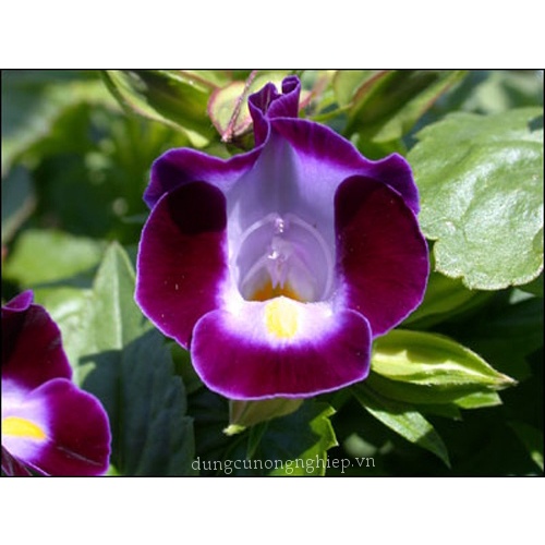 Hạt giống hoa mắt nai (hoa tô liên/ torenia) 15 hạt
